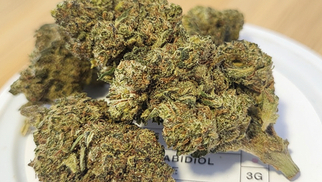 Deli Hemp Perpignan  Perpignan annonce de nouvelles fleurs CBD premium.
