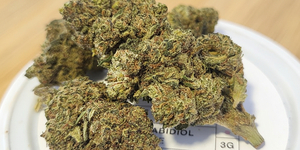 Delihemp Perpignan annonce de nouvelles fleurs CBD premium.