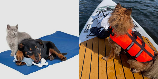 les accessoires indispensables pour l'été de vos animaux chez Cash Graines Perpignan